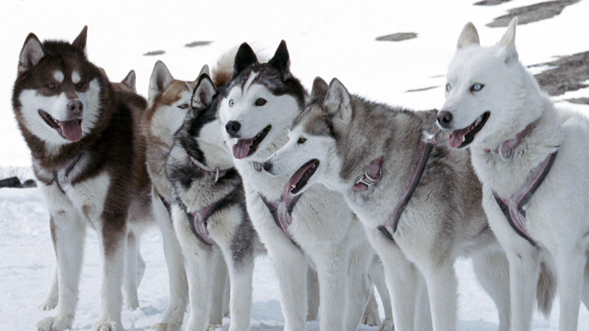 <p>                     Brutal cold forces two Antarctic explorers to leave their team of sled dogs behind as they fend for their survival. He ties his dogs to be rescued, but the mission is called off and the dogs are left alone at their own fortune. For six months, Jerry tries to find a sponsor for a rescue mission while his dogs fight for survival.                    </p>                                      <p>                     Inspired by true events, this is a delightful tale of the courage and spirit of the six Siberian Huskies and two Alaskan Malamutes, it will tug at your heartstrings and entertain you from start to finish with amazingly well-trained canine actors.                   </p>