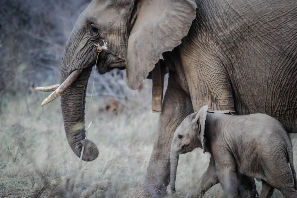 Key Factor In Saving Elephants From Extinction Discovered