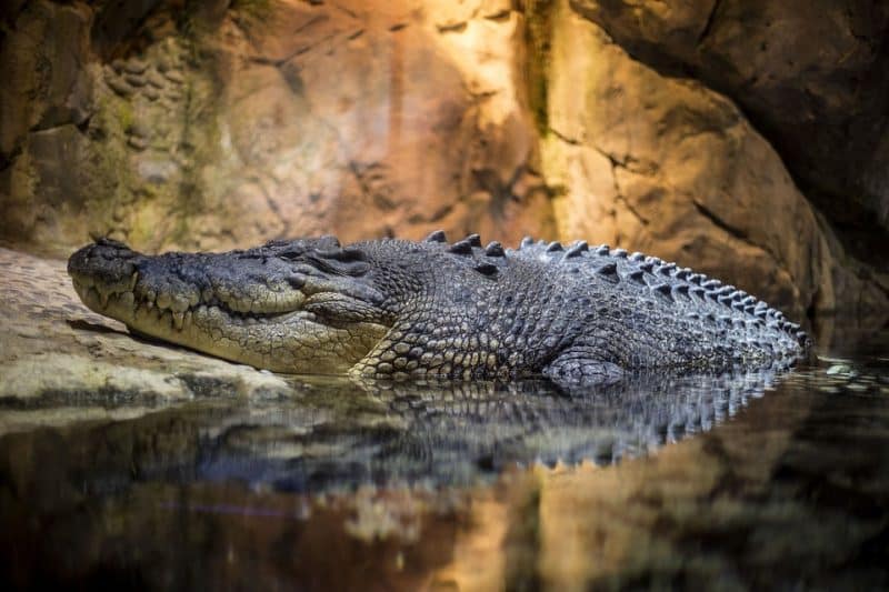 <p>Saltwater crocodiles lurk along the water’s edge, ready to strike with a ferocious lunge at any possible prey that approaches the water’s edge. Crocodiles are a long-lived species that have thrived in this Habitat since before the <a class="wpil_keyword_link" href="https://www.animalsaroundtheglobe.com/dinosaurs/" title="dinosaurs">dinosaurs</a> went extinct.</p> <p>The saltwater crocodile’s jaws create the World’s most ferocious bite, and the strong teeth can reach up to five inches (13 cm). These traits and the animal’s capacity to hold its breath for extended periods make it an ideal <a class="wpil_keyword_link " title="predator" href="https://www.animalsaroundtheglobe.com/top-predators-in-the-food-chain/">predator</a> for hunting large terrestrial mammals. </p> <p>Saltwater crocodiles are the World’s largest crocodile species and the World’s largest living <a class="wpil_keyword_link" href="https://www.animalsaroundtheglobe.com/reptiles/" title="reptile">reptile</a>. 2. Male saltwater crocodiles have been measured at 23 feet (7 meters) in length and weigh 2,205 pounds (1,000 kg).</p>