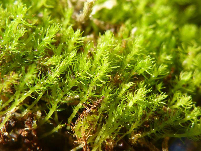 Natural Wonders: The World’s Oldest Moss