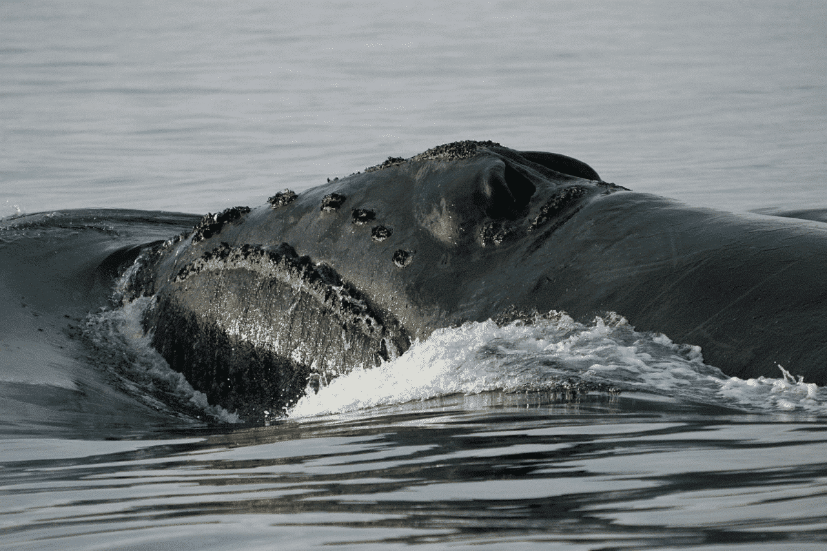 <p>The Sea of Japan, the Okhotsk, the Gulf of Alaska, the Bering Sea, and the eastern Aleutian Islands are all part of the North Pacific right whale’s range. They are similarly slow moving, and when they come to the surface to breathe, their blow is in the shape of a heart, or V. Their triangular tail fluke is also a distinguishing feature.</p> <p>Right whales are found in three different species around the World. The Southern right whale, the North Atlantic right whale, and the North Pacific right whale are all found in the Southern Hemisphere. </p>