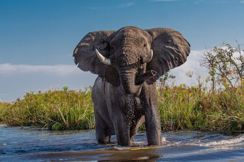 <p>There are just 415,000 elephants left in Africa today. While <a class="wpil_keyword_link" href="https://www.animalsaroundtheglobe.com/largest-elephant-ever-recorded/" title="elephant">elephant</a> poaching is declining, especially in East Africa, it is still driving the species dangerously close to extinction.</p> <p>African elephants are the World’s most enormous land creatures. Their herds go over 37 African countries. Their trunk, utilized for communication and object processing, is immediately identifiable. Their vast ears also assist them in dissipating heat.</p>