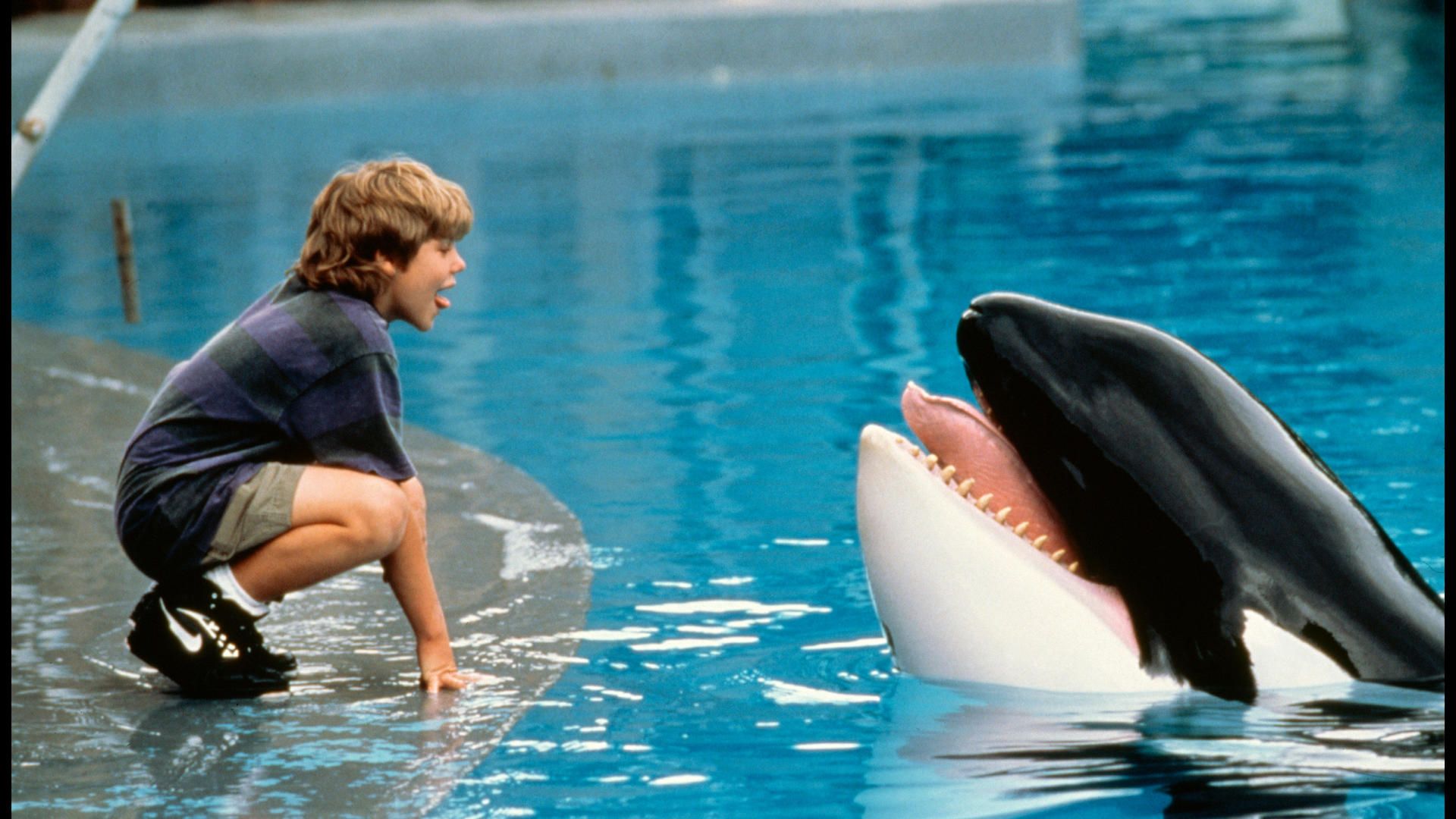 <p>                     A 90s classic about a troubled foster kid forced to volunteer at a water park, where he forms a bond with a massive orca whale, Willy, who isn’t enjoying life in captivity and is destined for destruction. Hence, the mission to free Willy and return him to the wild.                   </p>