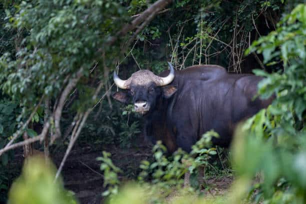 <p>Male Gaurs are notably muscular and robust, possessing the strength to fend off predators, humans, and even other domestic cattle that pose a threat. These impressive animals typically form herds consisting of 30 to 50 members.</p> <p>In our exploration of the world’s top 10 most significant animals, the Gaur, also known as the Indian bison, stands out as the largest wild cattle species. Native to South and Southeast Asia, the Gaur has been classified as Vulnerable on the IUCN Red List since 1986.</p>