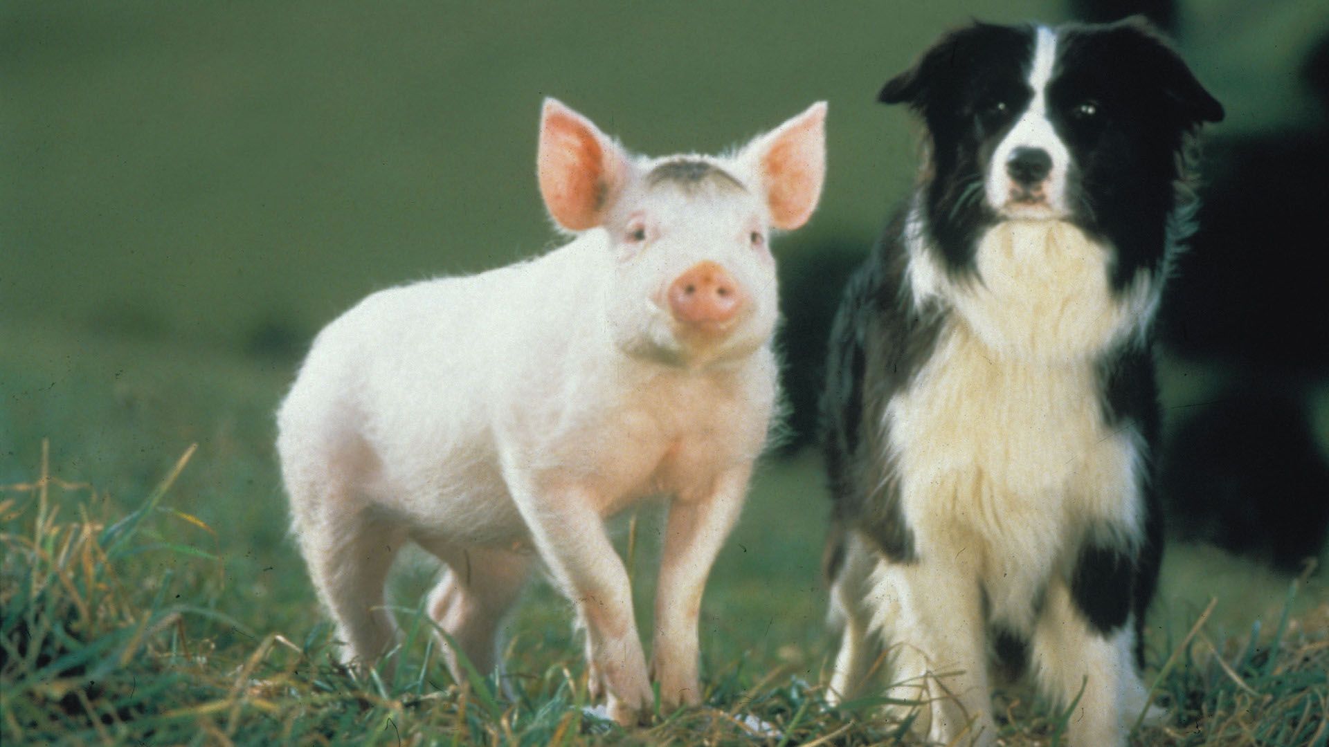 <p>                     Babe is a piglet won at a country fair and raised by sheepdogs in an English farm, who learns how to herd sheep with a little help from Farmer Hoggett. He bonds with Border Collie Fly and has to cope with Fly’s mate Rex’s jealousy, as where does a sheep-herding pig fit into the farm’s established hierarchy? Charming family classic adapted from Dick King-Smith’s children’s novel <em>The Sheep-Pig</em>.                   </p>