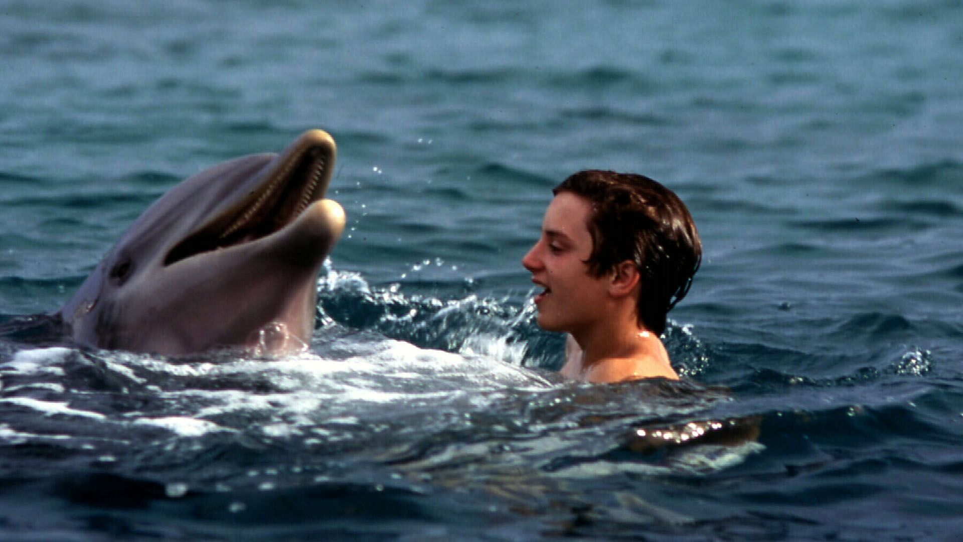<p>                     A fun kids’ movie from 1963 about a boy, Sandy, and a dolphin, Flipper, whom he nurses back from injury. Sandy is distraught when, having saved Flipper by pulling out a spear, his father insists the dolphin be released. A grateful Flipper, however, returns the favor when Sandy is threatened by sharks.                    </p>