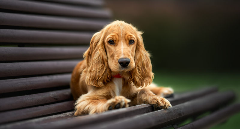 21 Most Intelligent Dog Breeds Around The World