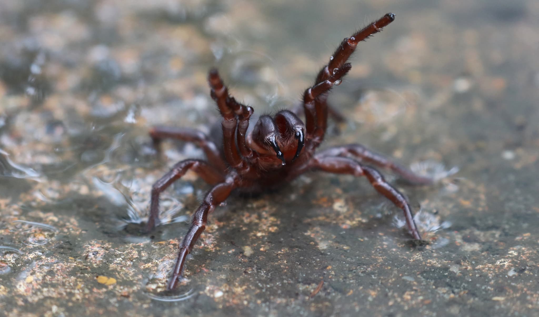 le plus gros spécimen mâle de l'araignée la plus venimeuse du monde découvert en australie