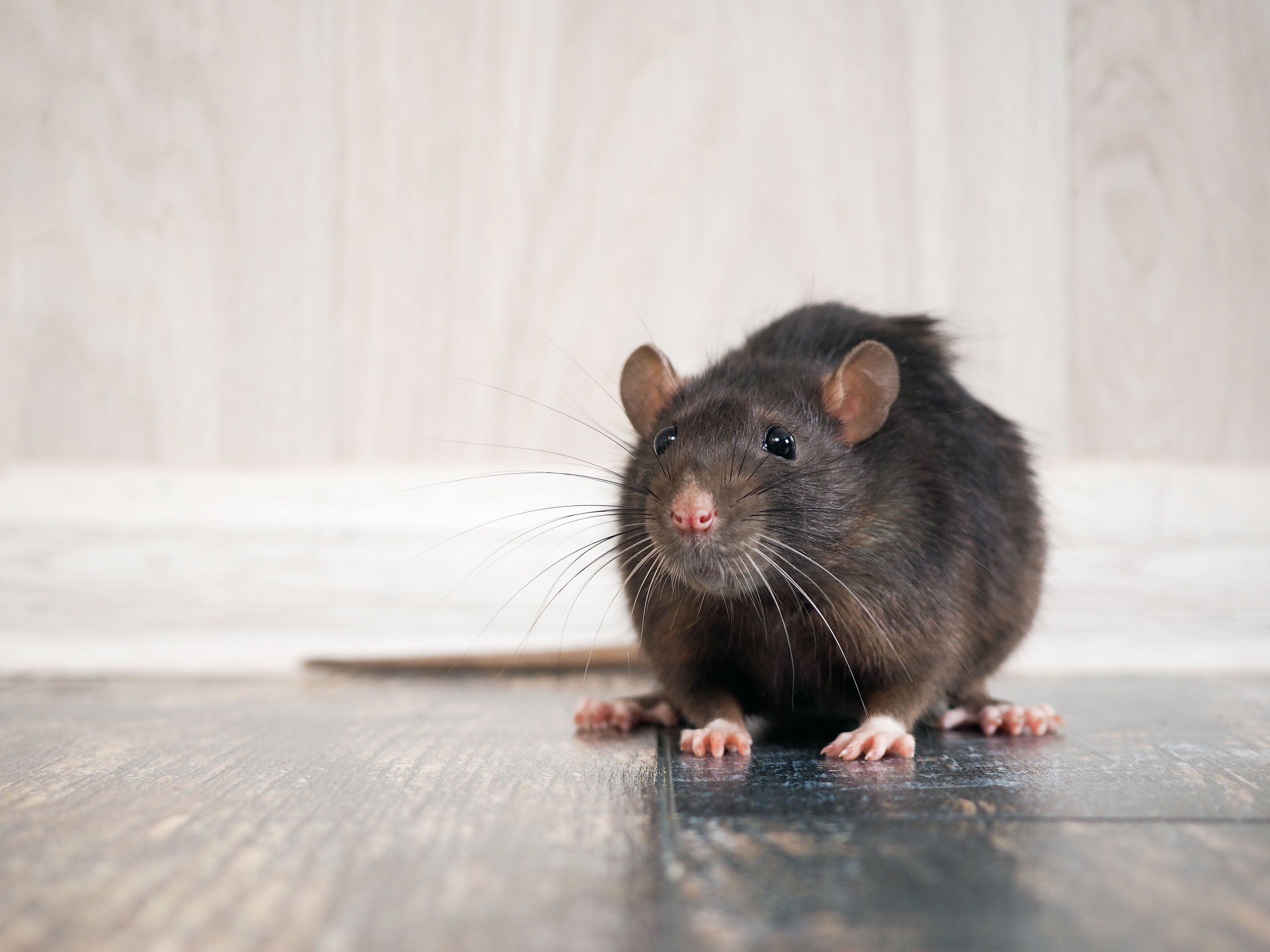 el truco para eliminar los ratones en la casa sin necesidad de utilizar venenos