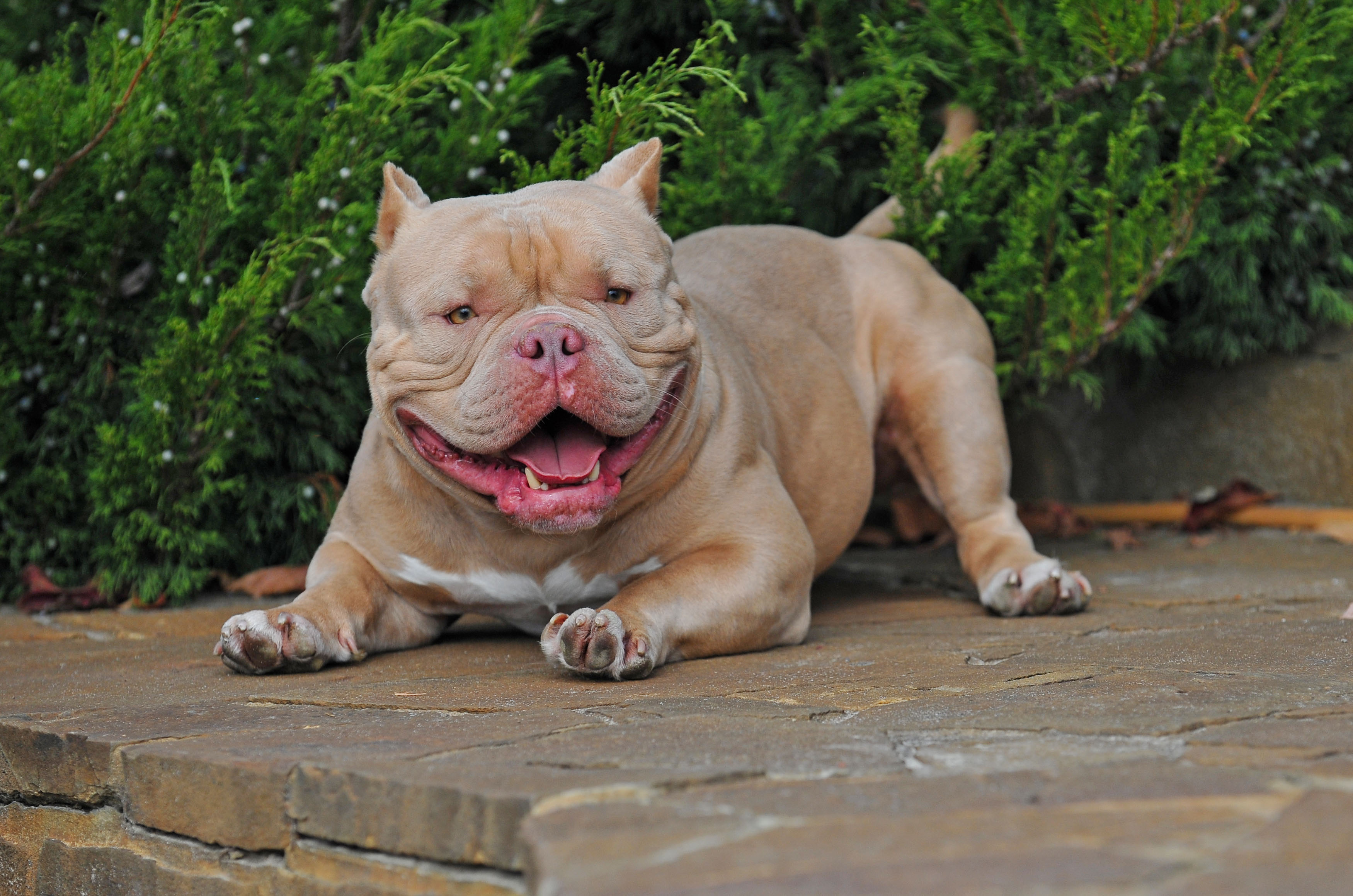 XL Bully Ban Government Has No Plans To Ban Other American Bully   AA1mwjqw.img