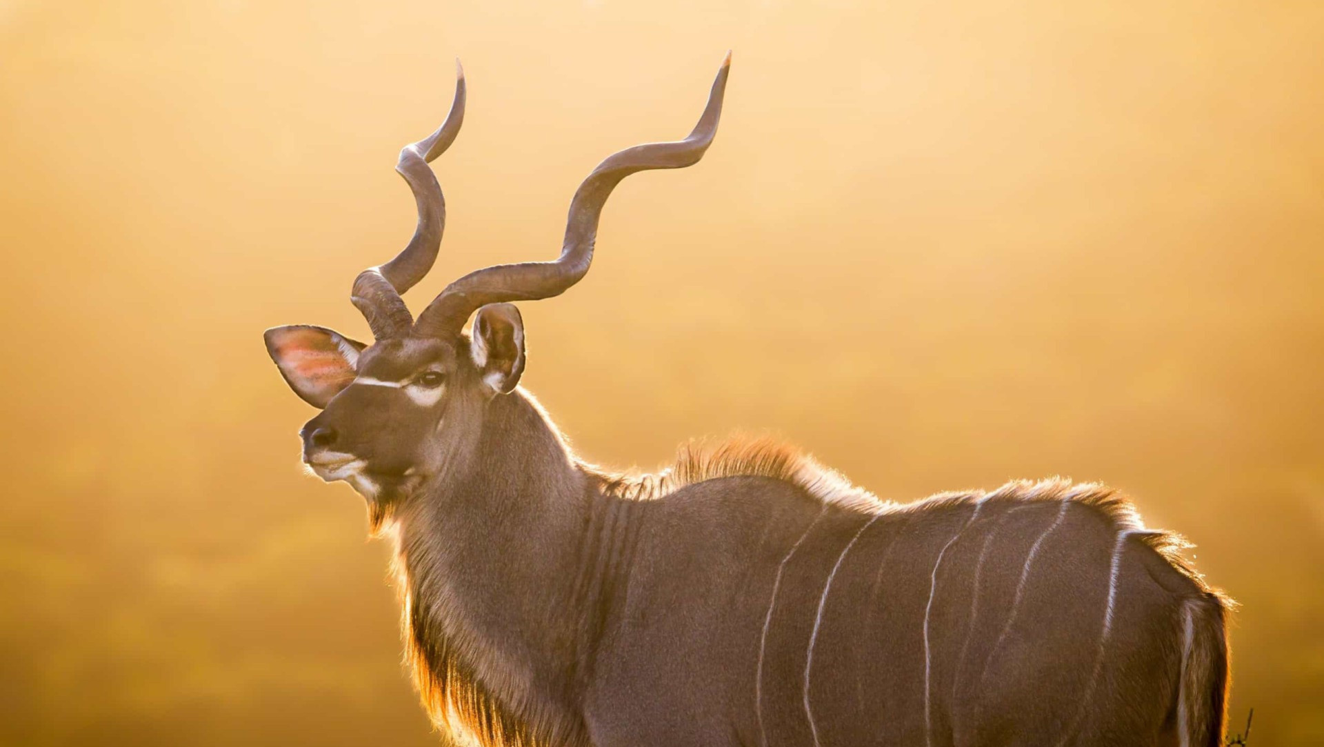 The most impressive horns and antlers in the animal kingdom