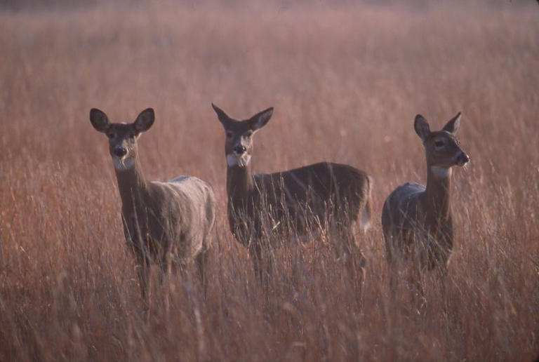 Latest case of chronic wasting disease detected in deer near Winkler, Man.