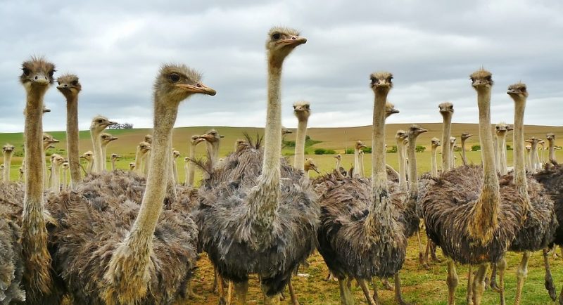 <p>Renowned for their exceptional speed, ostriches are the swiftest runners among <a class="wpil_keyword_link" href="https://www.animalsaroundtheglobe.com/birds/" title="birds">birds</a> and bipedal animals. They can reach staggering speeds exceeding 70 km/hr, with each stride spanning an impressive 5 meters.</p> <p>The ostrich stands out as the world’s largest and heaviest bird species, distinguished by its inability to fly. Unique among all existing bird species, the ostrich excretes urine and feces separately, unlike its avian counterparts.</p>