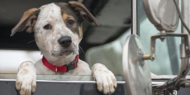 Pouch the dog sits in a fire truck window on Chicago Fire