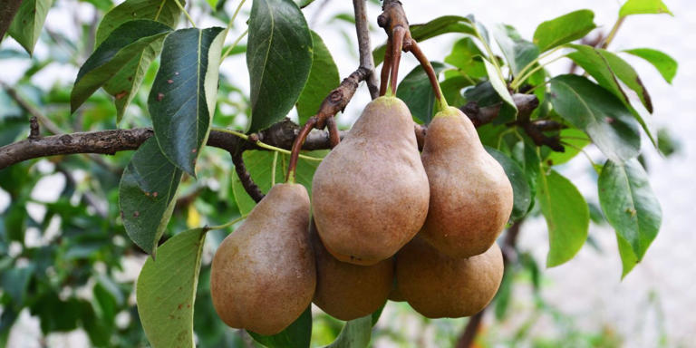 The Best Pear Tree Varieties for Your Landscape