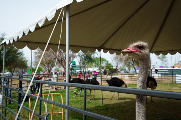 Chandler Ostrich Festival 2024 Here's the lineup, ticket prices and