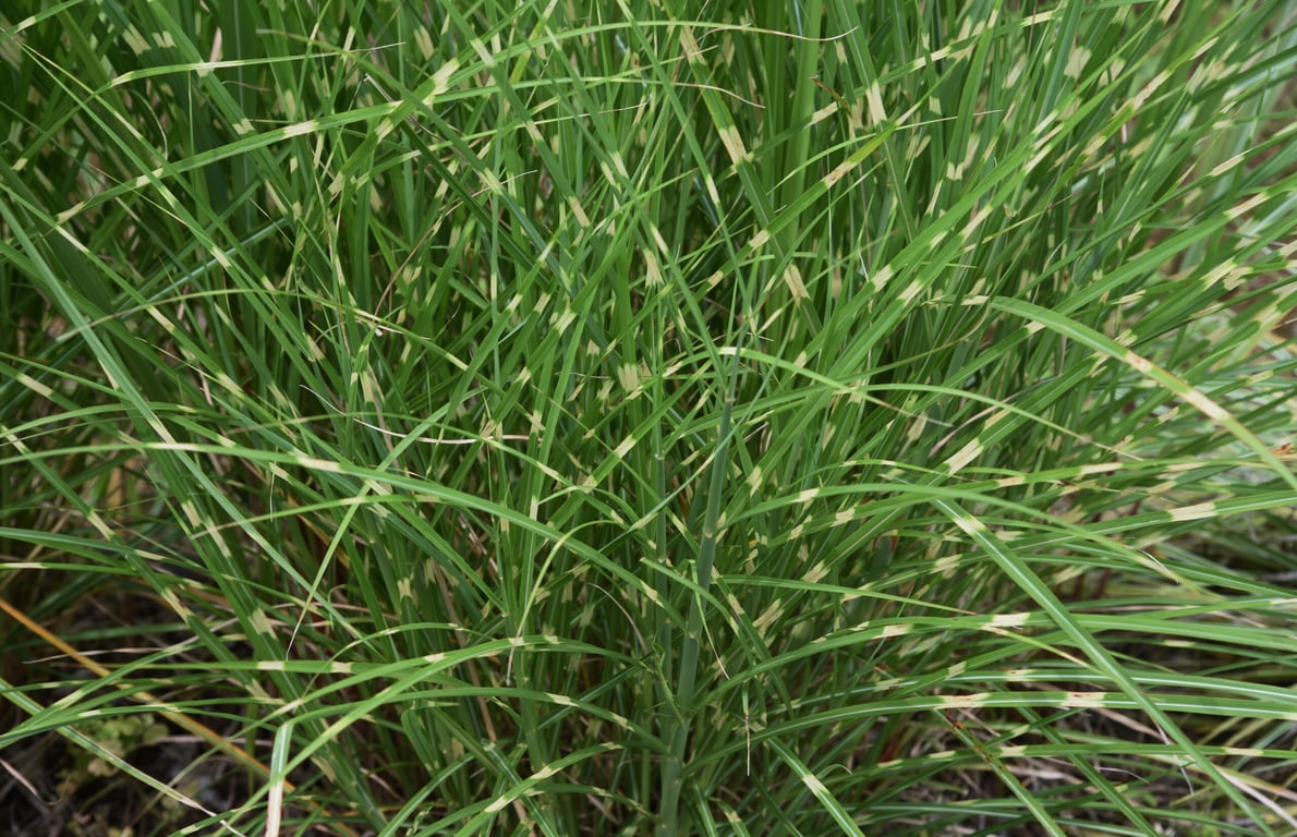 Want More Privacy on Your Lawn? Grow These 12 Types of Grass