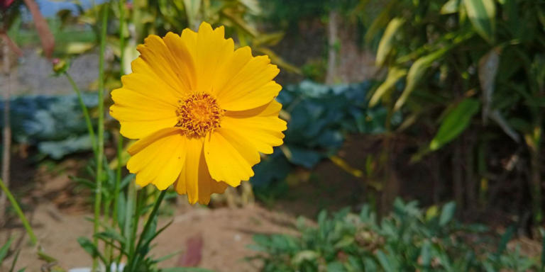 Coreopsis lanceolata: Your Lance-leaf Coreopsis Guide