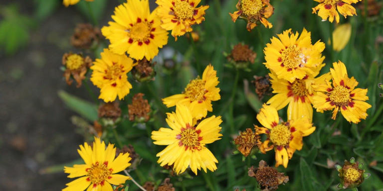 Coreopsis lanceolata: Your Lance-leaf Coreopsis Guide