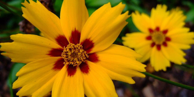 Coreopsis lanceolata: Your Lance-leaf Coreopsis Guide