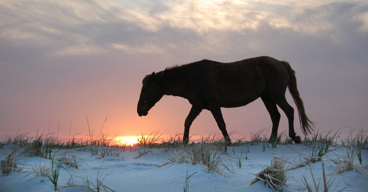 <p> Assateague Island is located in both Virginia and Maryland, stretching 37 miles between the two states along the Atlantic Coast. </p><p>Parts of the island are split into the Assateague Island National Seashore and Assateague State Park, so you have the opportunity to visit two states, a national seashore, and a state park all during the same trip. </p> <p> If you’re a fan of wildlife viewing, don’t miss out on the Chincoteague National Wildlife Refuge, which is also on Assateague Island. </p>