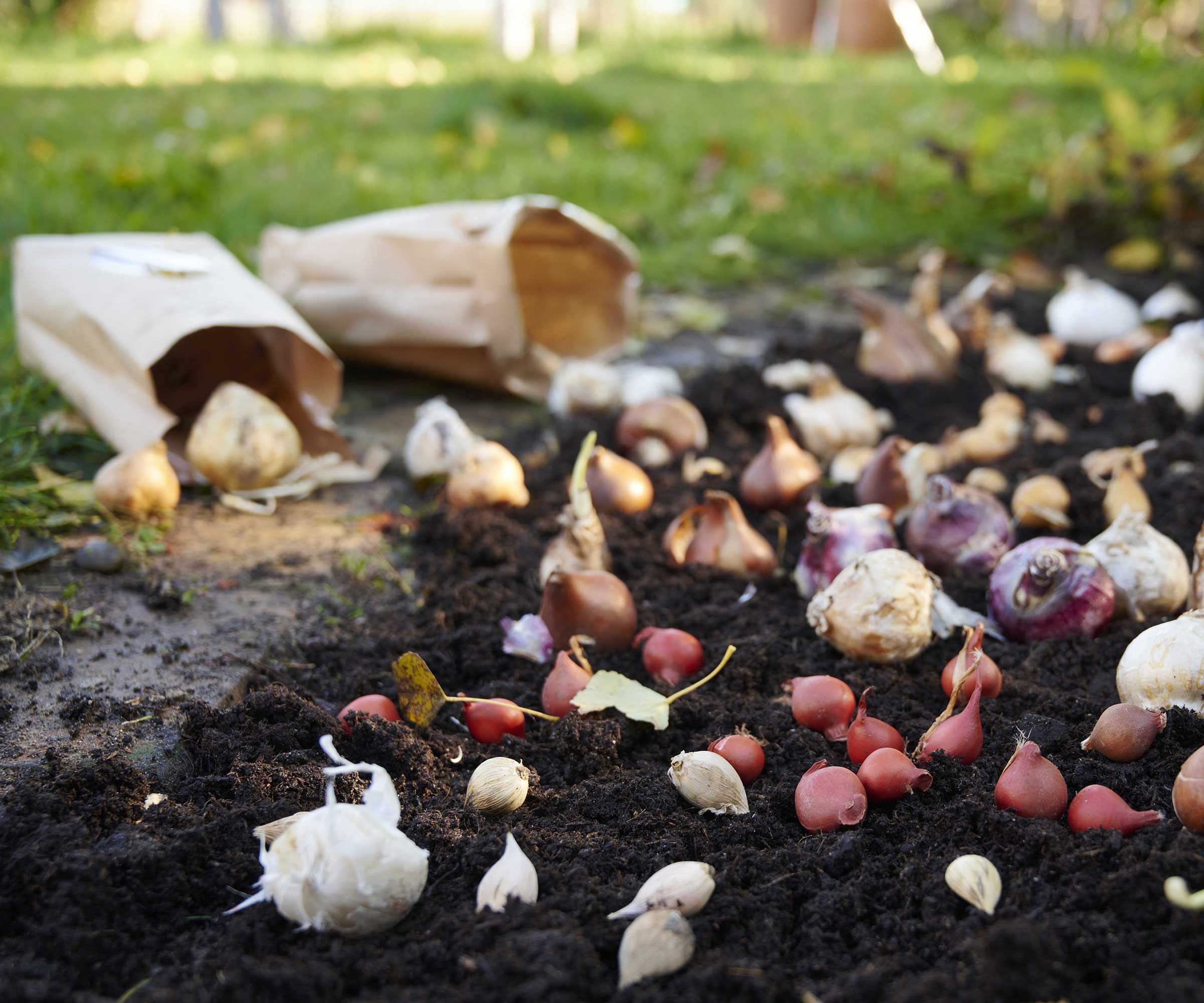 Can You Plant Bulbs In January? Experts Reveal Whether It's Too Late To ...