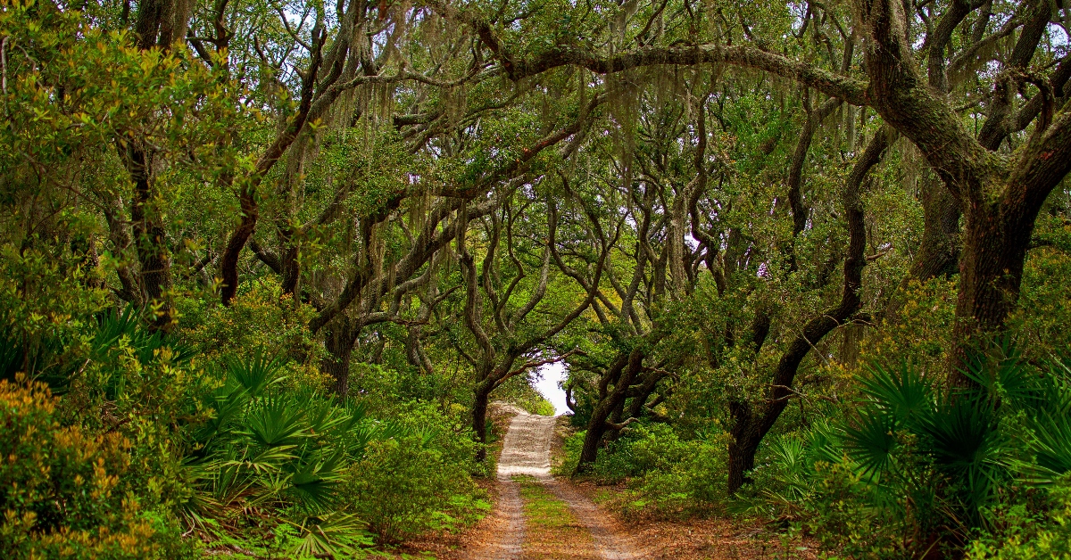<p> Many U.S. islands can be reached by road or bridge, but Cumberland Island, along the borders of Georgia and Florida, is accessed by ferry. </p><p>Add in the fact that the island is part of the National Park Service (NPS) as the Cumberland Island National Seashore, and you’ve got a unique destination on your hands. </p> <p> Cumberland Island is a prime spot for camping and exploring, with plenty of NPS campsites and miles of beaches and marshes waiting for a visit. Bikes are a good and recommended option for exploring the island and looking for glimpses of wildlife, which could include wild horses.</p>