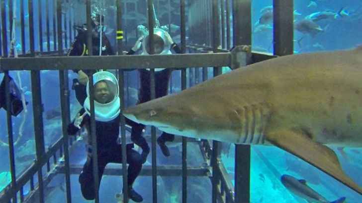 <p>If you’ve ever wanted to swim with sharks without risking an attack, then the Dubai Aquarium is the place for you. These unique shark encounters allow up-close (perhaps a little too up-close) looks at some of nature’s most powerful creatures.</p>
