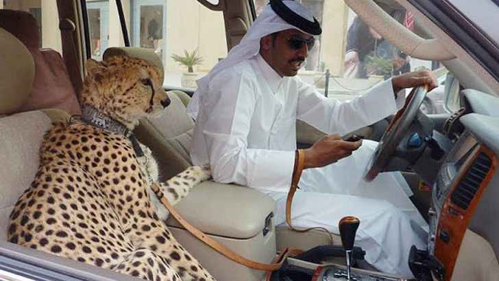 <p>While the rest of the world owns plain, boring felines, people in Dubai are buying SUVs large enough for their pet cheetahs. Only in Dubai is texting and driving not the most dangerous thing you can do in the car.</p>