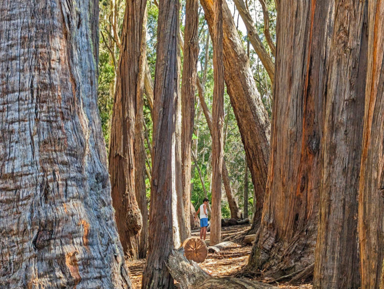 Haleakala National Park: A Unique Experience for Kids (and Adults)