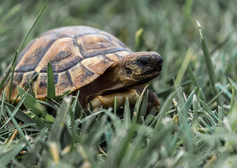 Top five tortoise breeds ideal for Pet companionship