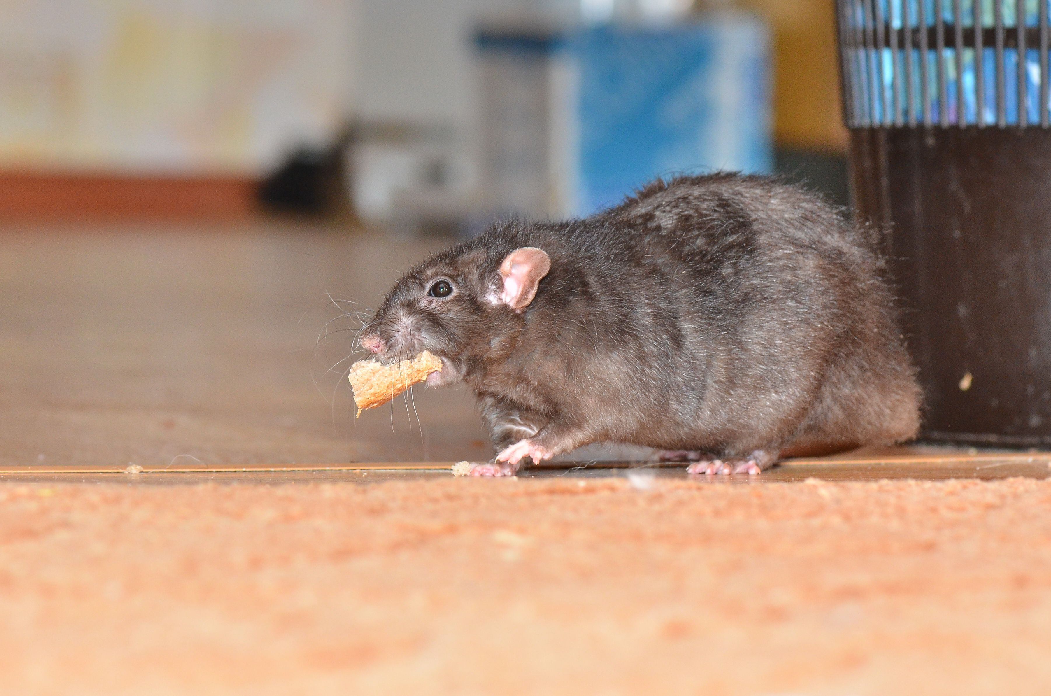 el truco para eliminar los ratones en la casa sin necesidad de utilizar venenos