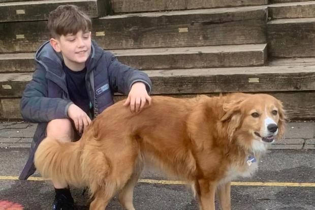 Family Make Heartfelt Plea To Find Missing Dog Phoebe