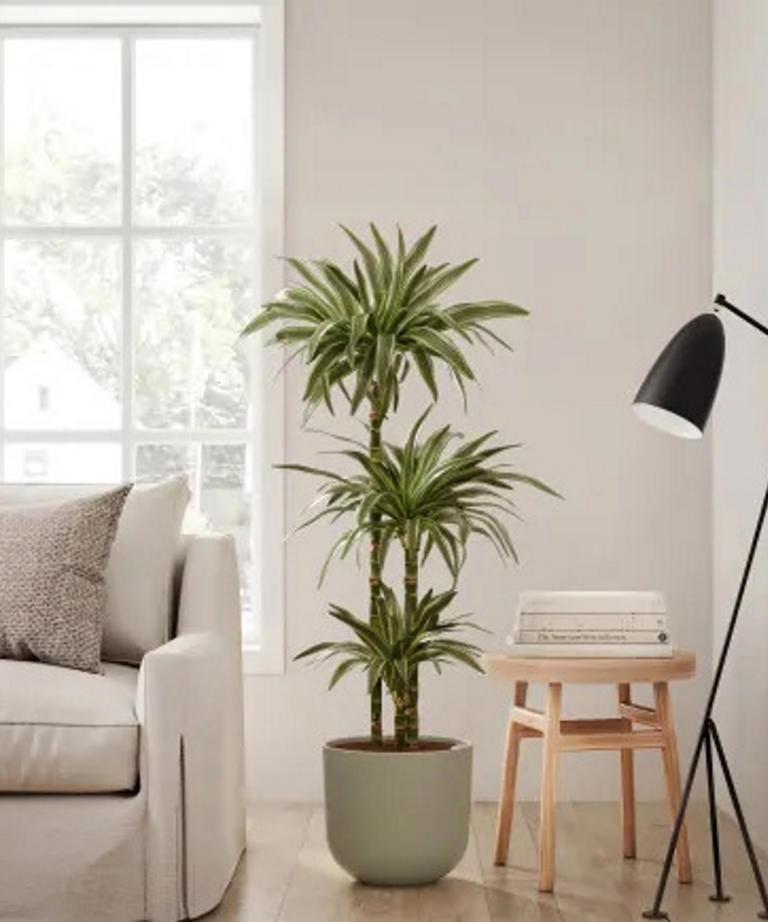 Experts reveal this sought-after indoor plant will top 2024 houseplant ...