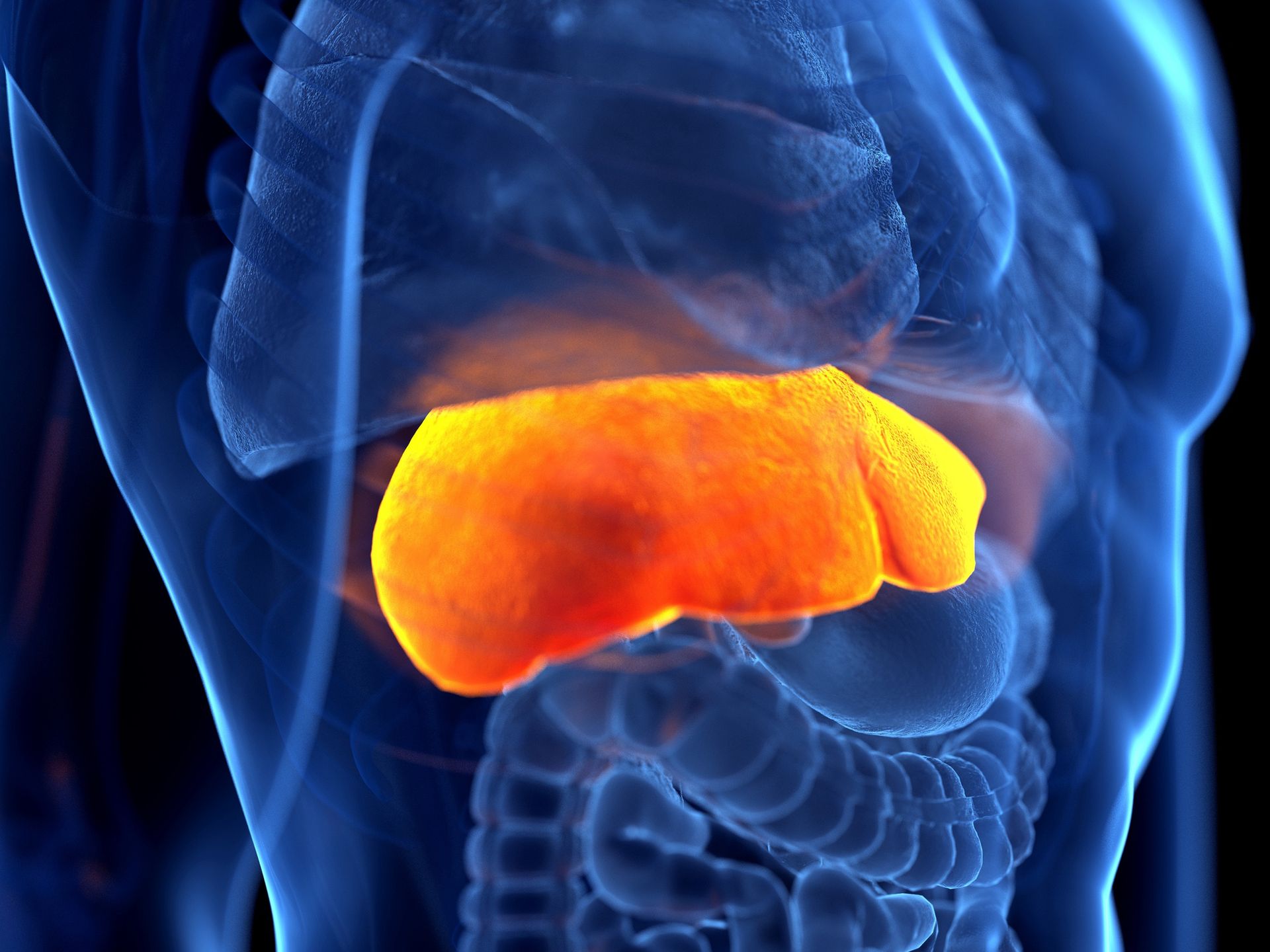 Boosting liver health. Essential roles of amino acids, choline, and