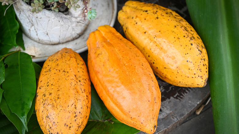 amazon, the 3 types of cacao beans that make up the world's chocolate