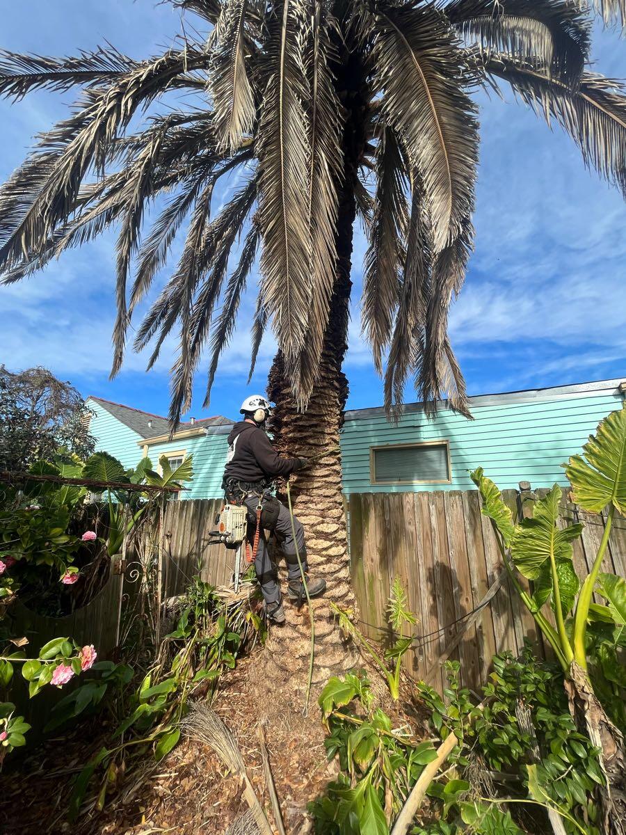 Dead Tree Removal And Tree Trimming Ocean Springs Shearwater   AA1n3b1c.img