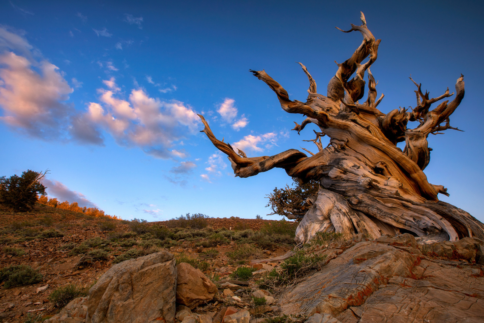 <p>Le pin de Bristlecone (<em>Pinus longaeva</em>) est l'espèce d'arbre la plus ancienne qui existe, avec plus de 5 000 ans d'âge. On le trouve dans les hautes montagnes de Californie, du Nevada et de l'Utah.</p><p><a href="https://www.msn.com/fr-ca/community/channel/vid-7xx8mnucu55yw63we9va2gwr7uihbxwc68fxqp25x6tg4ftibpra?cvid=94631541bc0f4f89bfd59158d696ad7e">Suivez-nous et accédez tous les jours à du contenu exclusif</a></p>