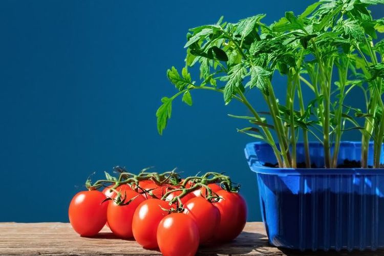 8 hal yang dapat membuat tanaman di dalam pot cepat berbuah, catat!