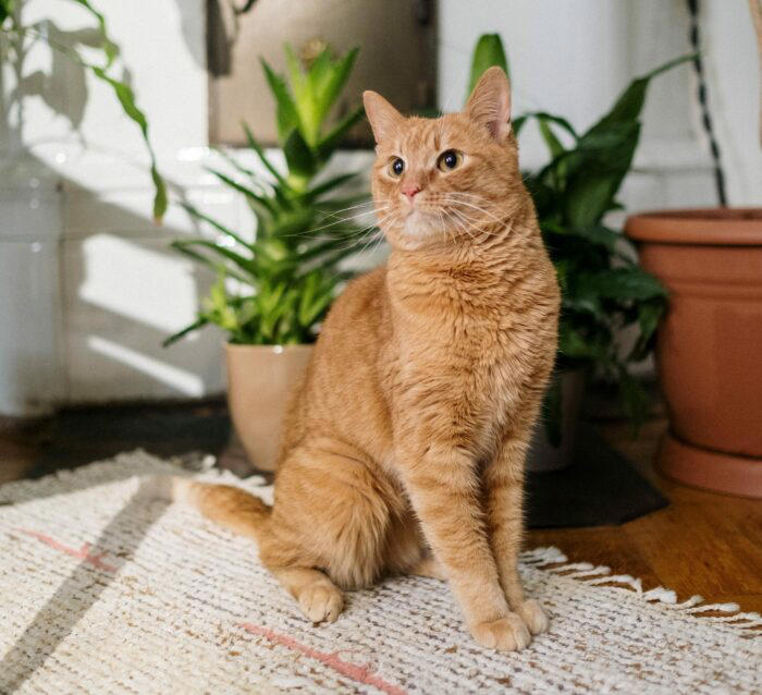 How To Keep Your Cat From Peeing On The Carpet