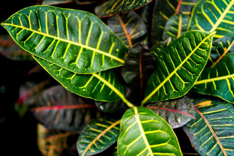 17 Best Types of Croton Plants to Grow at Home