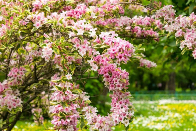 15 Best Types of Weigela Bushes and Essential Care Tips