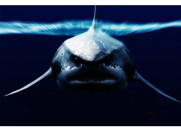 What Is A Megalodon? Facts About One Of The Biggest Sharks In History