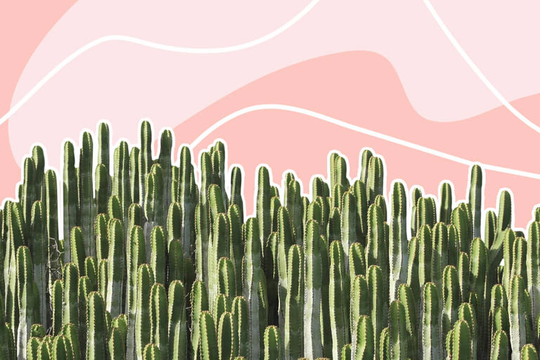 15 Amazing Uses and Benefits of Cactus Plants