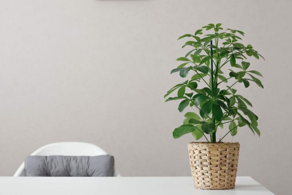 12 Amazing Uses And Benefits Of Schefflera Plants