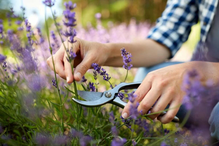 15 Incredible Lavender Plant Uses & Benefits