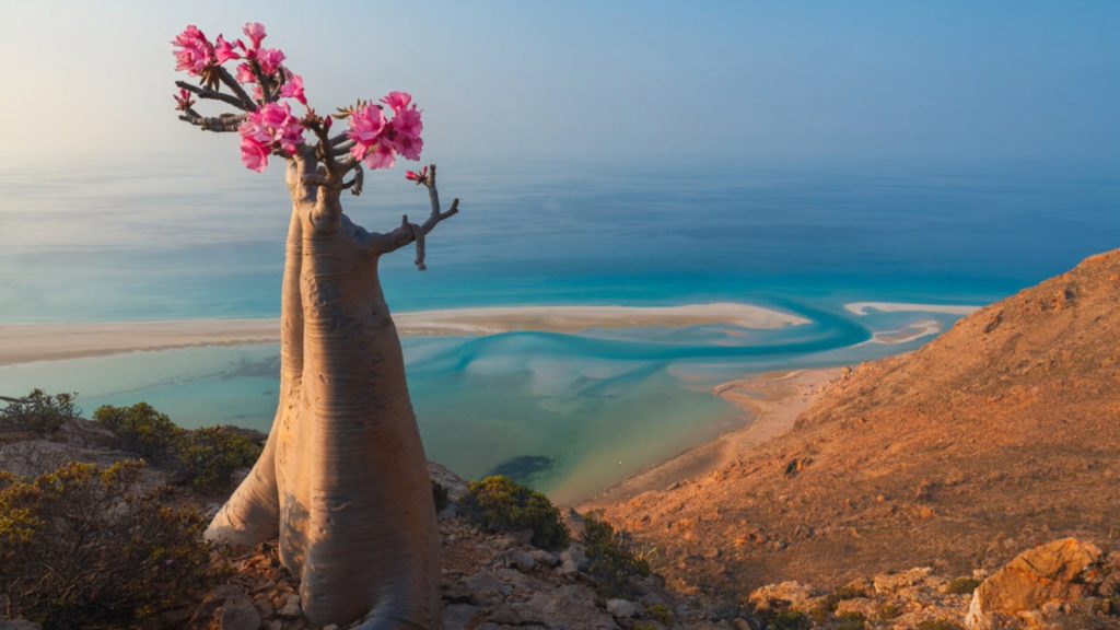 <p>Although not as remote as some of the others on this list, Socotra Island is hands down one of the most unique places in the world!</p><p>It is home to over 800 rare plants, including the native Dragon's Blood Tree which is known for its blood-red colored sap. The island is on the Gulf of Aden in Yemen and is home to 40,000 people, however it is slow to progress, building its first ever road in 2011. If exploring otherworldly landscapes and basking on pristine beaches is your thing, then a visit to the isolated Island of Socotra is for you.</p>