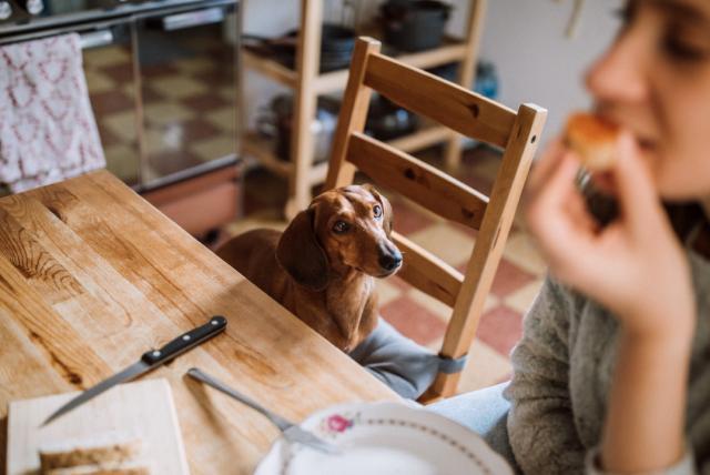 los trucazos para que su perro no le pida de su comida en la mesa