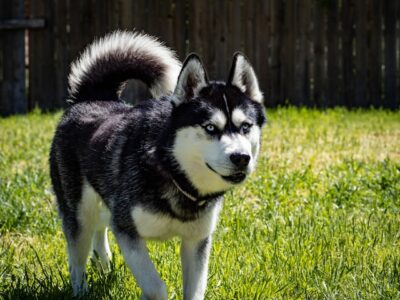 15 Toughest Dog Breeds in The World