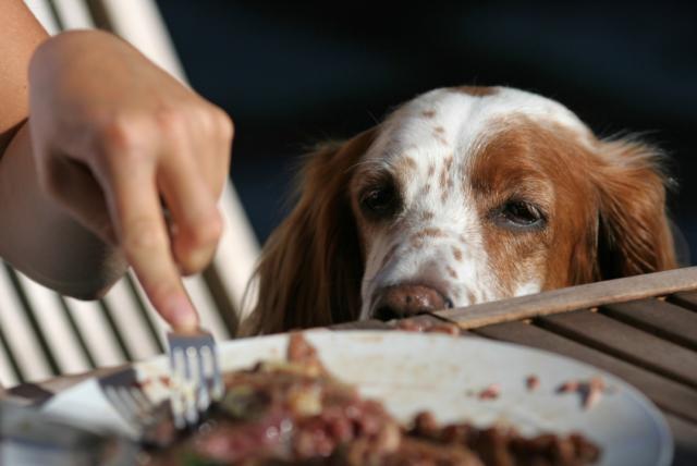 ¿cuál es la mejor marca de comida para perros, según una experta en el tema?
